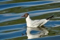 Black-headed Gull (Chroicocephalus ridibundus). Seagull is resting on the surface of the water with small waves Royalty Free Stock Photo