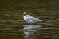 Black headed gull