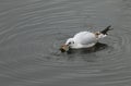 A pretty Black-headed Gull Chroicocephalus ridibundus swimming in a lake with a crayfish in its beak which it has just caught an Royalty Free Stock Photo