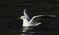 A stunning Black-headed Gull Chroicocephalus ridibundus swimming in a stream with food in its beak and its wings outstretched an Royalty Free Stock Photo