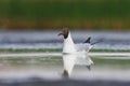 Black-headed gull (Chroicocephalus ridibundus) swimming in the wetlands Royalty Free Stock Photo