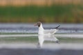 Black-headed gull (Chroicocephalus ridibundus) swimming in the wetlands