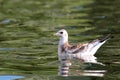 Black-headed gull or Chroicocephalus ridibundus syn. Larus ridibundus in juvenile plumage Royalty Free Stock Photo