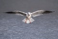 Black-headed Gull - Chroicocephalus ridibundus about to alight on water.o .