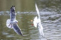 black-headed gull (Chroicocephalus ridibundus) two over water Royalty Free Stock Photo