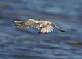 Black headed Gull