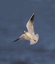 Black headed Gull