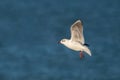 Black-Headed Gull Coming In to Land Royalty Free Stock Photo