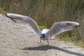 Black-headed gull display while taking off Royalty Free Stock Photo