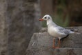 Black-headed gull standing on a rock. (Chroicocephalus ridibundus) Royalty Free Stock Photo