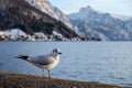 Black-headed-gull Royalty Free Stock Photo
