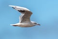 Black-headed Gull in Fast Flight Royalty Free Stock Photo