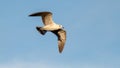 black-headed gull flies against the blue sky Royalty Free Stock Photo