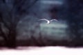 Black-headed gull flies by breaking wind and snow Royalty Free Stock Photo