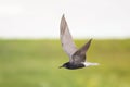 Black-headed gull flies over pond green toward the sun Royalty Free Stock Photo