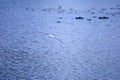 Black-headed Gull flies to resting birds in the evening Royalty Free Stock Photo