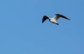 Black-headed Gull in flight Royalty Free Stock Photo