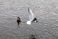 Black-headed gull in flight against background of the lake and floating birds Royalty Free Stock Photo
