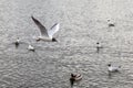 Black-headed gull in flight against background of lake and floating birds Royalty Free Stock Photo