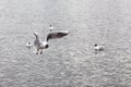 Black-headed gull in flight against background of the lake and floating birds Royalty Free Stock Photo