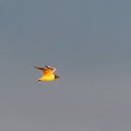 Black-headed Gull in  flight against a cloudless sky Royalty Free Stock Photo