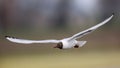 The black-headed gull in flight