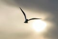 The Black Headed Gull Flight Chroicocephalus ridibundus