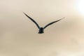 The Black Headed Gull Flight Chroicocephalus ridibundus