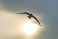 The Black Headed Gull Flight Chroicocephalus ridibundus Royalty Free Stock Photo