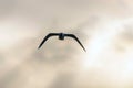 The Black Headed Gull Flight Chroicocephalus ridibundus