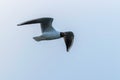 The Black Headed Gull Flight Chroicocephalus ridibundus Royalty Free Stock Photo