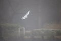 Black headed gull flight through fog Royalty Free Stock Photo