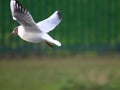 Black headed gull in flight with green background Royalty Free Stock Photo