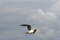 Black headed gull in flight Royalty Free Stock Photo