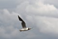 Black headed gull in flight Royalty Free Stock Photo