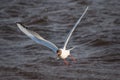 Black-headed gull in the flight hunting in the sea Royalty Free Stock Photo