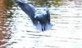 Black headed gull in flight