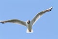 Black headed gull in flight Royalty Free Stock Photo