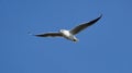 Black headed gull in flight Royalty Free Stock Photo