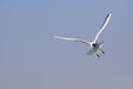 Black headed gull in flight. Larus ridibundus. Royalty Free Stock Photo