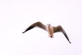 Black Headed Gull in flight