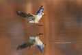 Black headed gull in flight at sunrise with reflection. Landing on the water surface Royalty Free Stock Photo