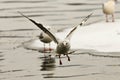 Black headed gull in flight in a winter day Royalty Free Stock Photo