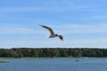 Black-headed gull flying across a lake