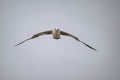 A Black-Headed Gull flying Royalty Free Stock Photo