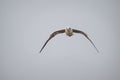 A Black-Headed Gull flying Royalty Free Stock Photo