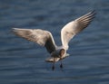 Black-Headed Gull Flying around the canal