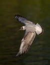 Black-Headed Gull Flying around the canal