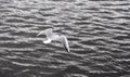 Black-headed Gull Flying Away