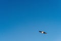 Black-headed gull flying in the blue sky